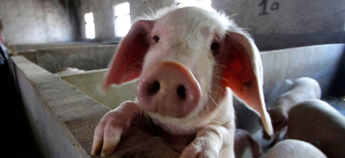 A pig farm at Longtan Village in Changzhou, China A pig farm at Longtan Village in Changzhou, China