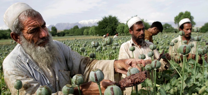 Afghan farmers picking raw opium in a poppy field Afghan farmers picking raw opium in a poppy field