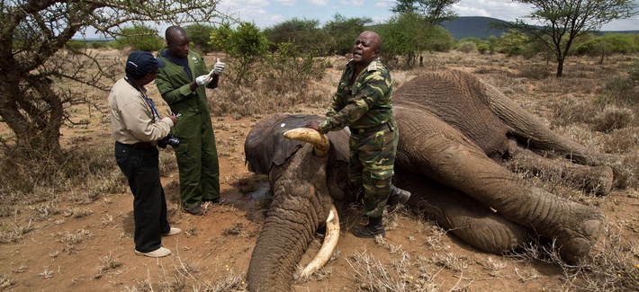 A member from Kenya's Wildlife Service prepares to revive a tranquilized elephant. A member from Kenya's Wildlife Service prepares to revive a tranquilized elephant.