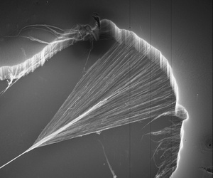 Researchers' first attempt at genetically modifying Geobacter made the bacteria as conductive as man-made carbon nanotubes, pictured here.