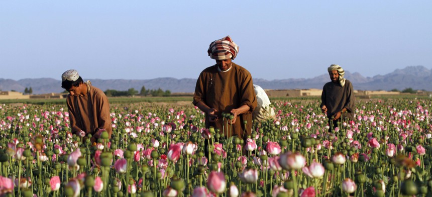 In this April 11, 2016 file photo, farmers harvest raw opium at a poppy field in the Zhari district of Kandahar province, Afghanistan. 