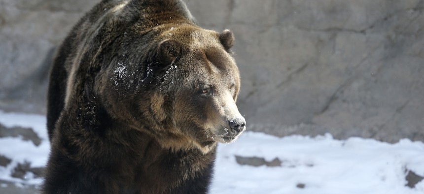 A Grizzly bear at the Denver Zoo.