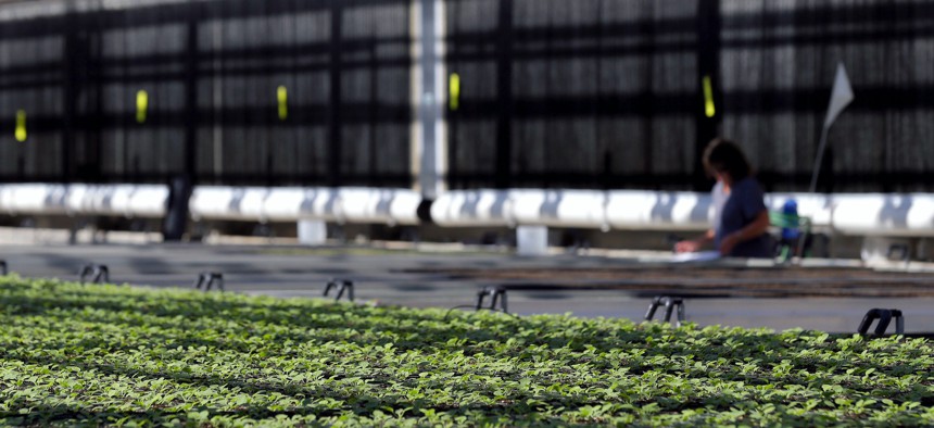 In this 2014 photo, young tobacco plants of a unique variety grow in the greenhouse at Medicago USA, Inc. in Research Triangle Park, N.C. Through its plant-based technology, the facility is capable of producing millions of doses of vaccines.