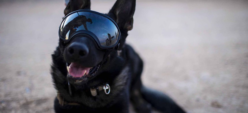 Nick, an Army military working dog photographed at Iraq's Al Asad Air Base on May 29, 2020, is wearing cool shades, not AR goggles. But someday he might.