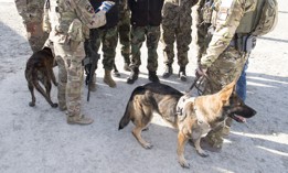 U.S. military working dogs in Kabul, Afghanistan, in 2017.  