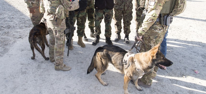 U.S. military working dogs in Kabul, Afghanistan, in 2017.  