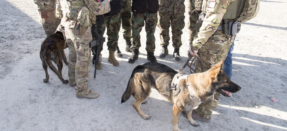 No US Military Dogs Were Left Behind in Afghanistan, DOD Says - Defense One