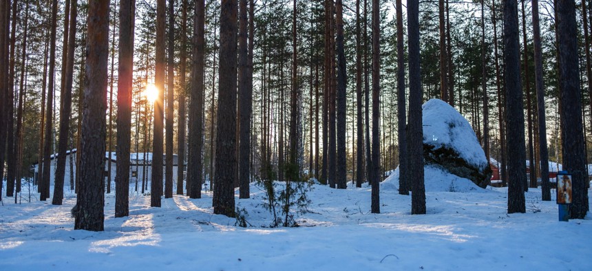A forest near the border between Finland and Russia.