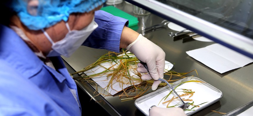 A researcher processes rice samples from China's Tiangong space station at the Chinese Academy of Sciences' Center for Excellence in Molecular Plant Sciences in Beijing, China, on Dec. 5, 2022. 
