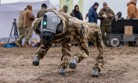 Pentagon seeks smarter, self-organizing drones as autonomous-warfare budget is poised to skyrocket