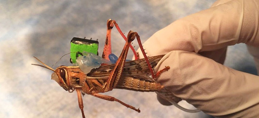 Last week, the US Office of Naval Research awarded researchers at the University of Washington in St. Louis, Missouri $750,000 over three years to alter locusts to remotely sense bombs and other explosive devices.