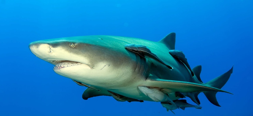 Remora fish catch a ride with a lemon shark in the Bahamas.