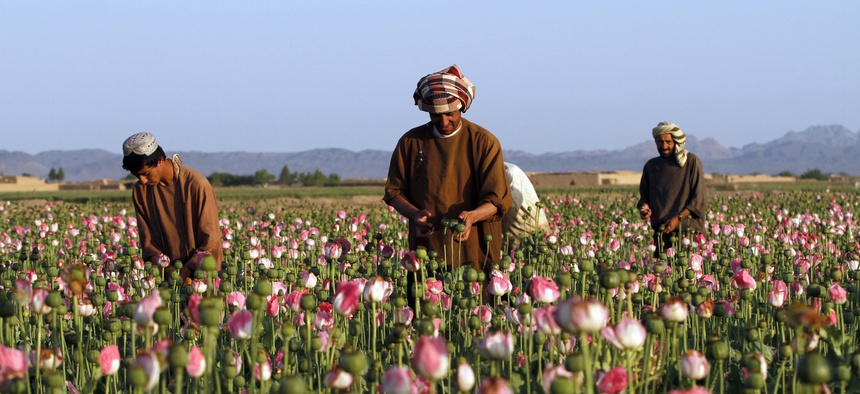 In this April 11, 2016 file photo, farmers harvest raw opium at a poppy field in the Zhari district of Kandahar province, Afghanistan.