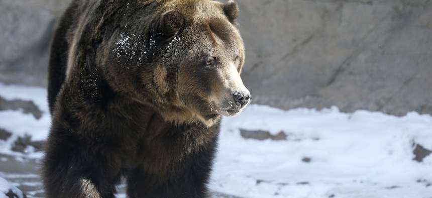 A Grizzly bear at the Denver Zoo.