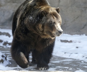A Grizzly bear at the Denver Zoo.