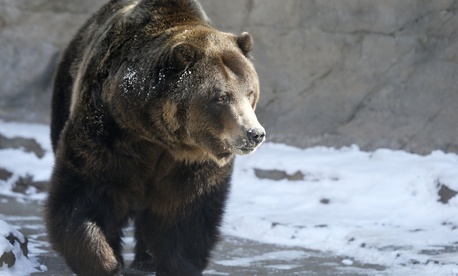 A Grizzly bear at the Denver Zoo.