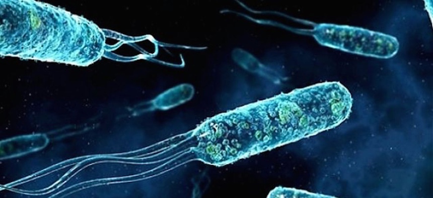 Marinobacter