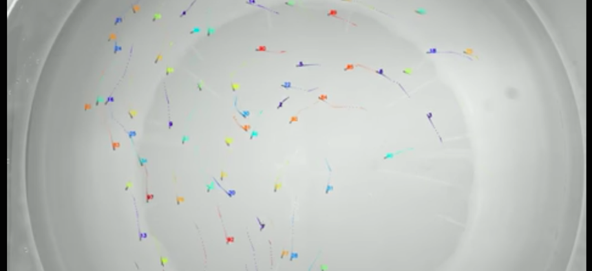 Videos of 60 and 100 30dpf zebrafish in a 70cm circular arena. Part of an experiment to track and identify individuals using deep learning.